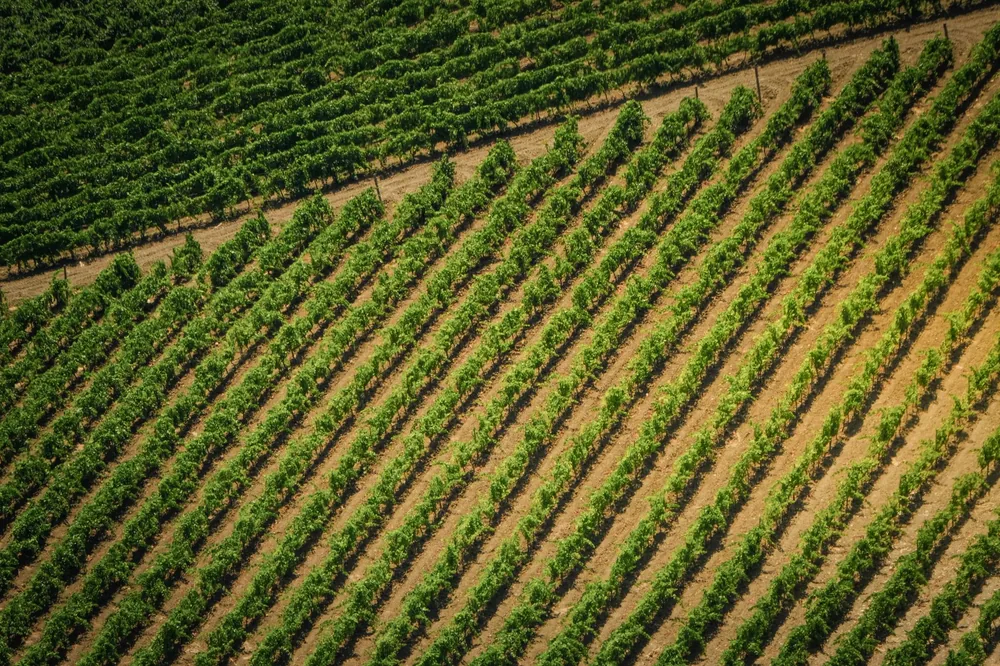 Diagonal aerial view of green vineyard rows under the summer sun