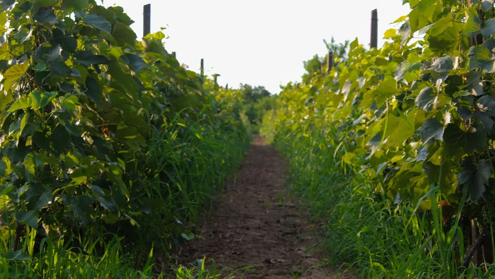Dirt path flanked by grapevines in a lush vineyard, ideal for agricultural themes
