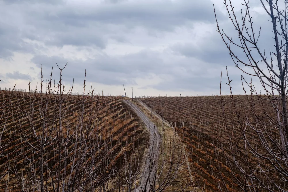 Dirt path winding through a dormant orchard under cloudy sky