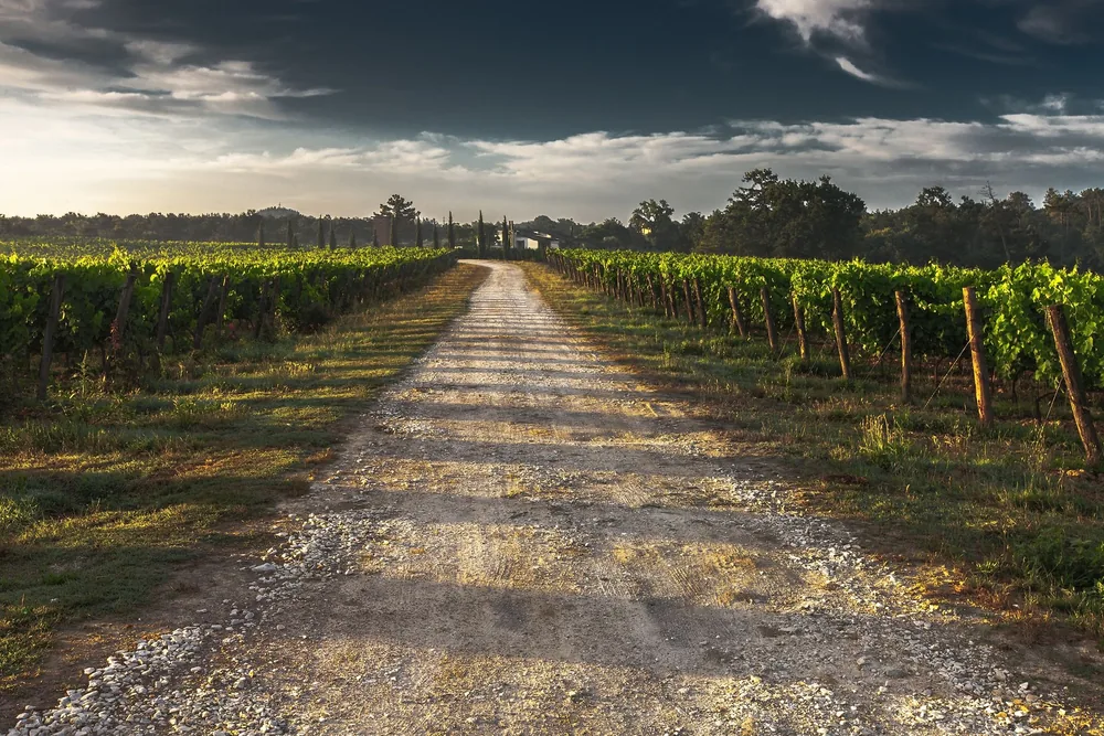 Dirt road through a lush vineyard under a dramatic sky