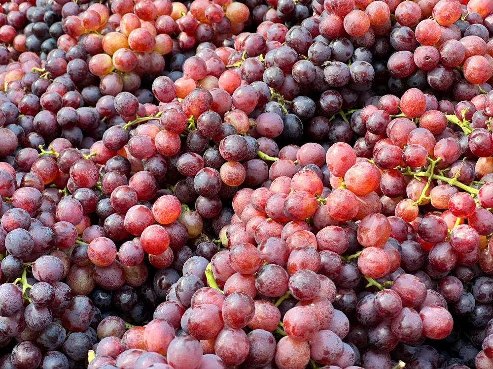 Display of fresh red grapes, perfect for commercial and culinary use