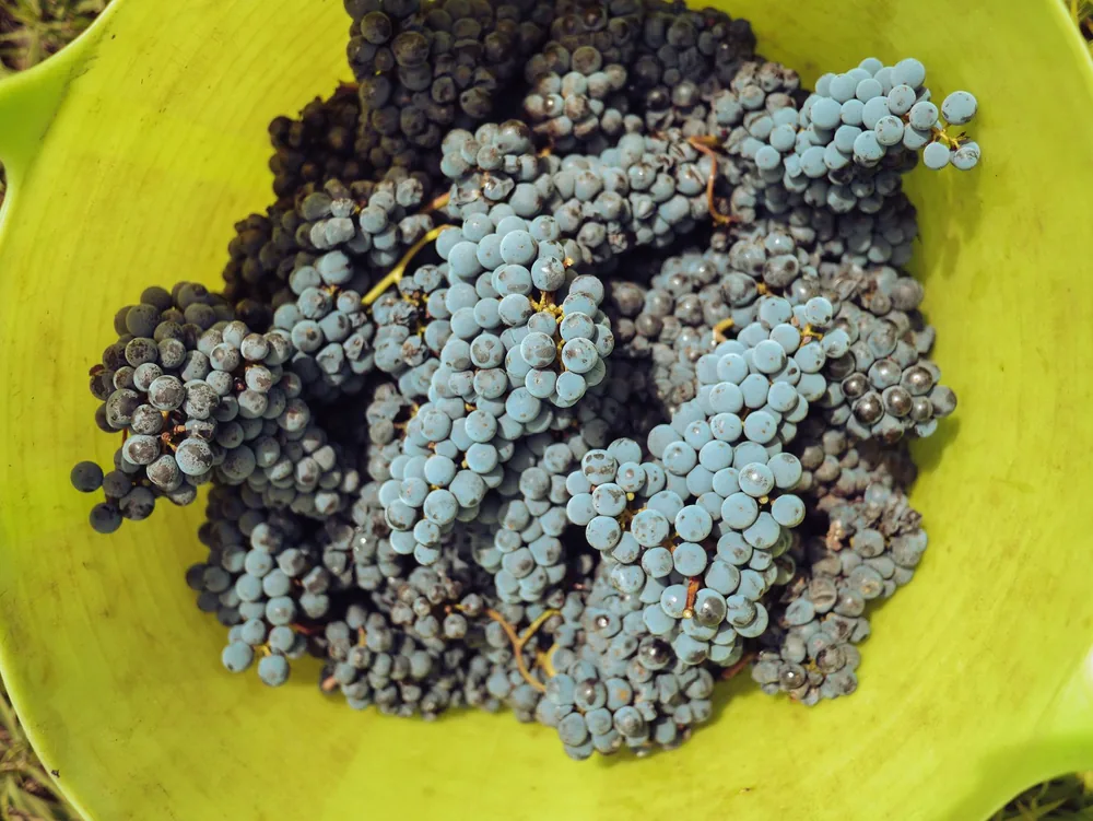 Display of freshly picked grapes in a yellow-green basket, ready for winemaking or fresh consumption