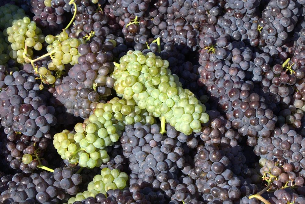 Display of green and purple grapes in a vineyard, ideal for wine production