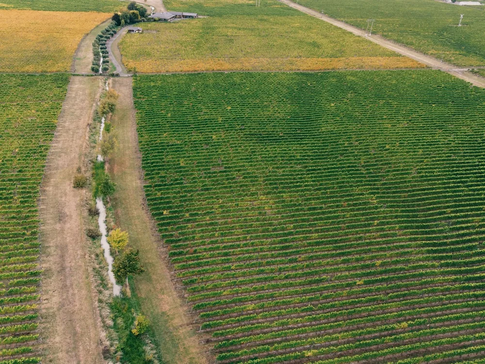 Drone shot capturing expansive vineyards during fall, showcasing organized grapevines and rural landscape