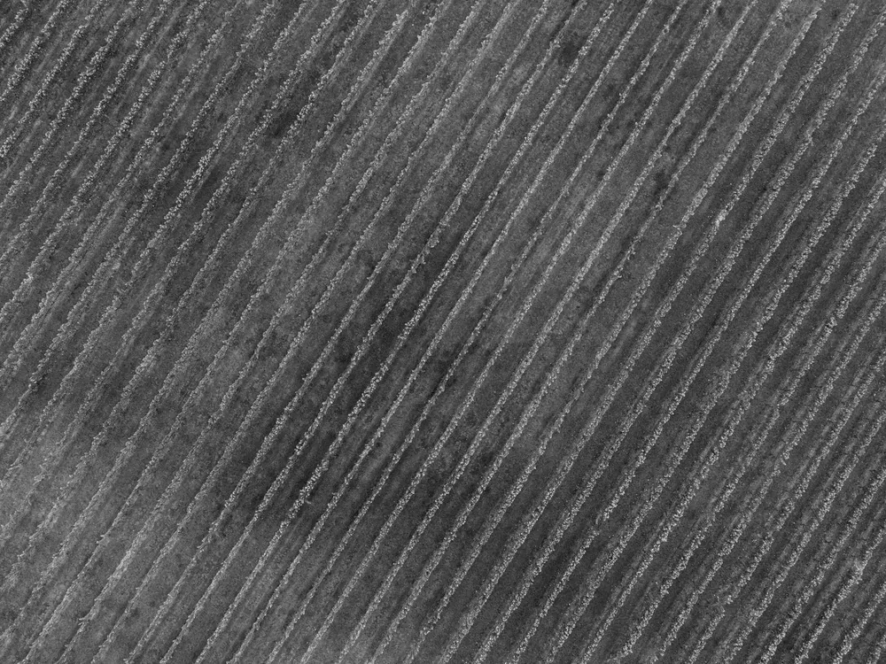 Drone shot of a vineyard showcasing diagonal rows of grapevines in autumn