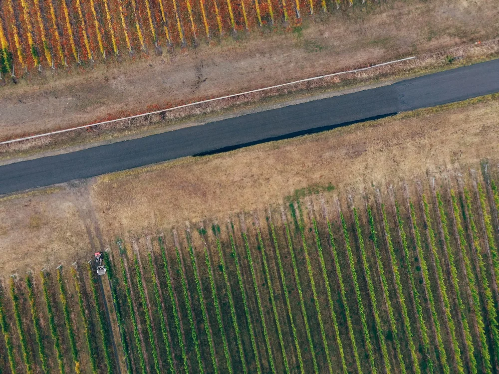 Drone shot of colorful vineyard rows with a road in autumn, showcasing nature's palette