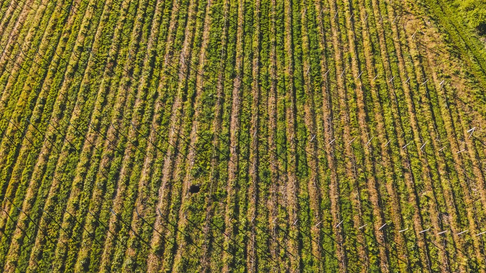 Drone shot of lush vineyard rows in Săcueni, Romania, showcasing nature's patterns