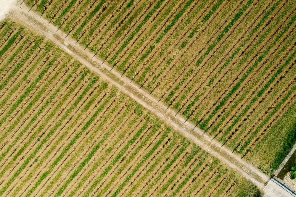 Drone shot of vineyard fields displaying orderly rows in spring, highlighting rural agricultural beauty