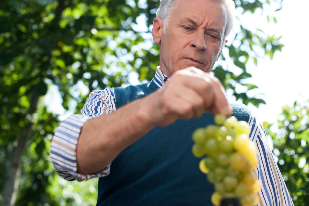 Elderly man in garden carefully holding grapes under summer sun