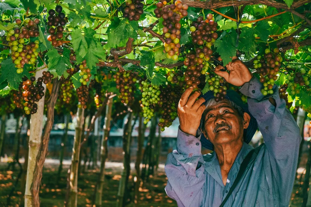 Elderly man picking ripe grapes in a lush vineyard during the day