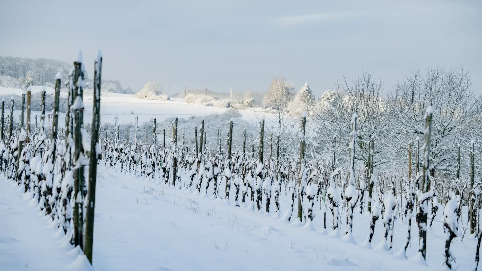 Empty winter countryside path covered in snow under blue cloudless sky in daytime