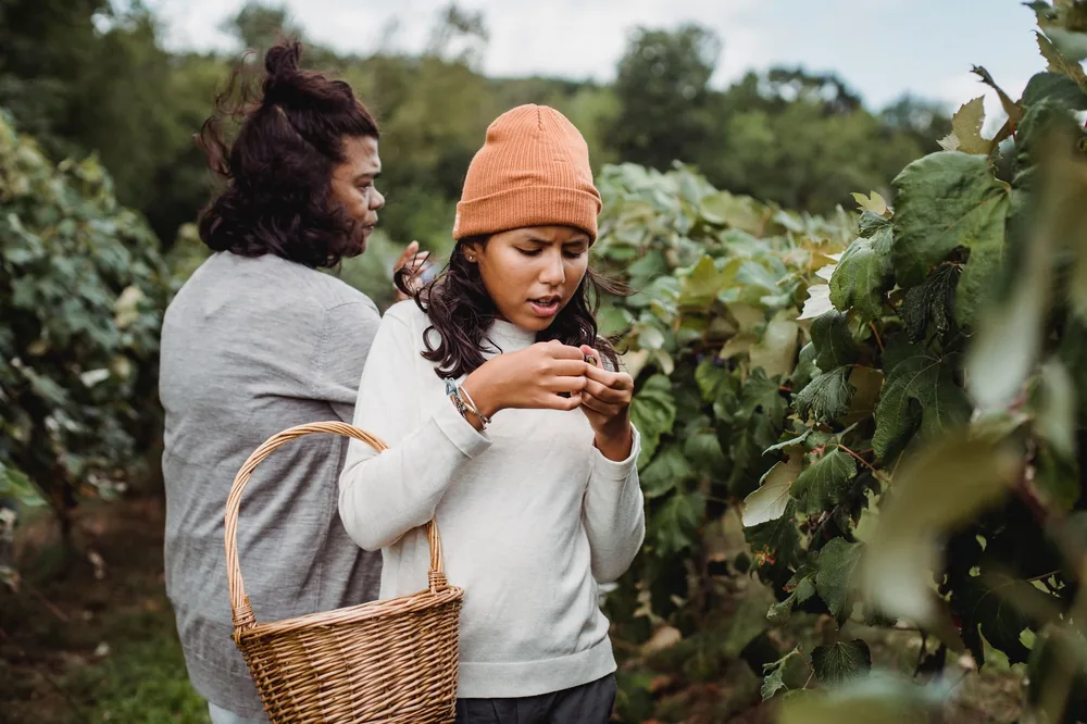 Ethnic woman near girl with wicker basket collecting grapes in greenery vineyard in summer