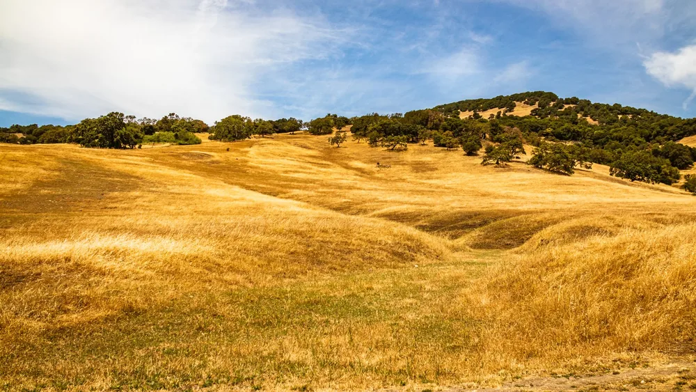 Expansive golden fields with trees against a blue sky, portraying serene countryside beauty