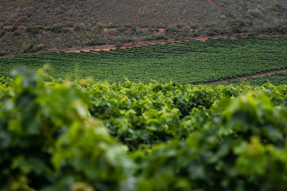Expansive green vineyard in summer with rows of grapevines under soft morning light