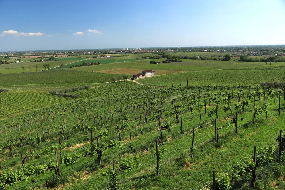 Expansive green vineyard with blue skies and distant farmhouse