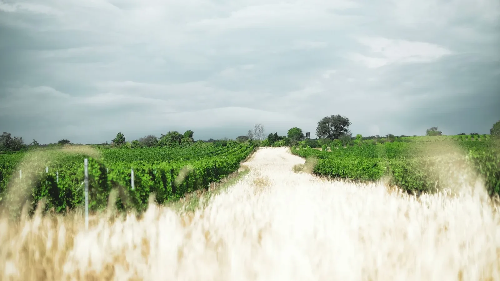 Expansive view of a countryside vineyard with lush green vines and cloudy sky, perfect for summer landscapes