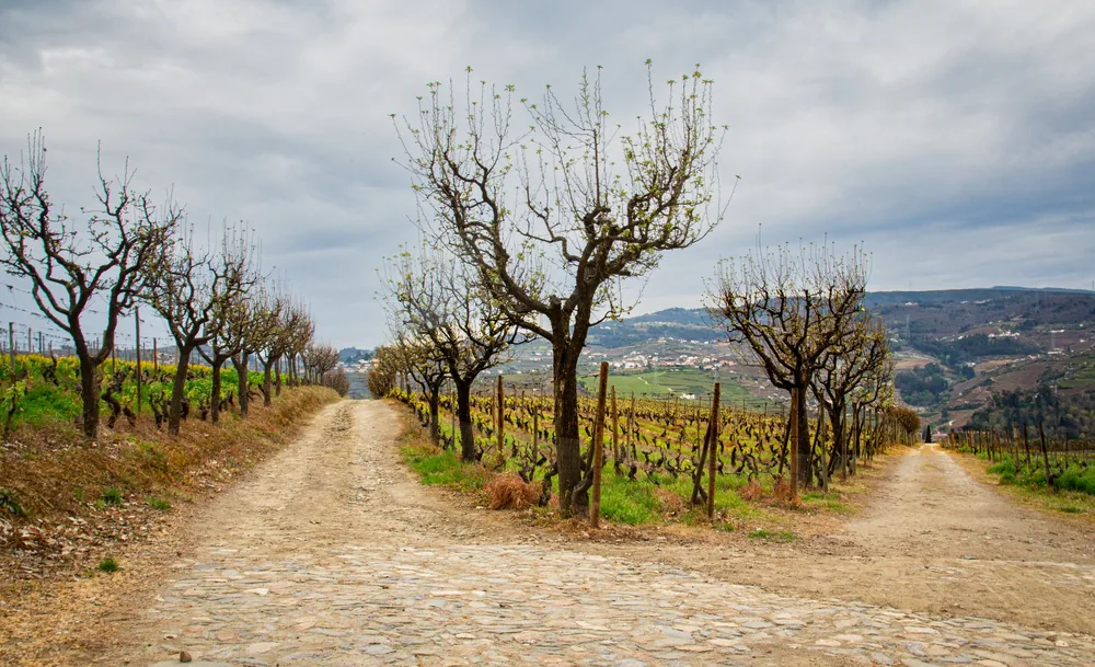 Explore a rustic vineyard path flanked by bare trees under a cloudy sky