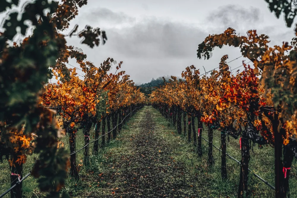 Explore a tranquil vineyard path flanked by autumn foliage in Napa Valley, CA