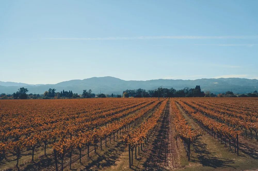 Explore the autumn vineyards in Napa Valley with fall colors under a clear blue sky