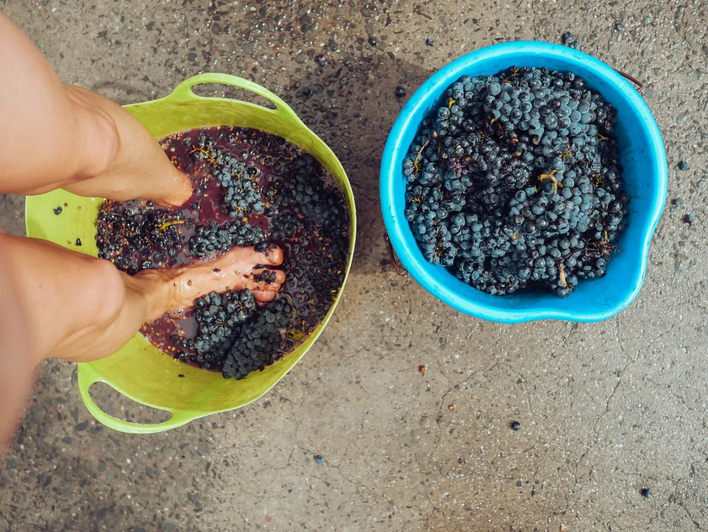 Feet crushing grapes in buckets for traditional winemaking process