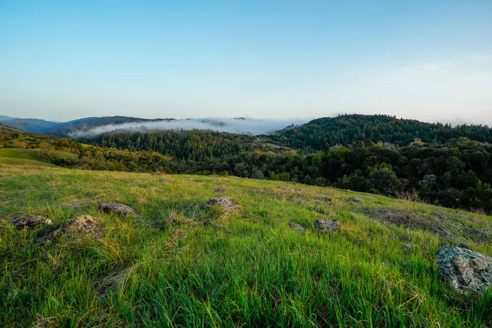 Fog rolling over forested hills in Palo Alto, California
