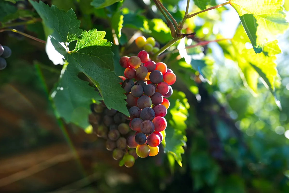 Found these Grapes in the garden