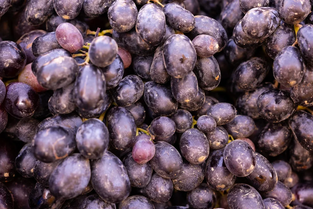 Fresh black grapes showcasing their ripe and juicy appearance, perfect for harvest season