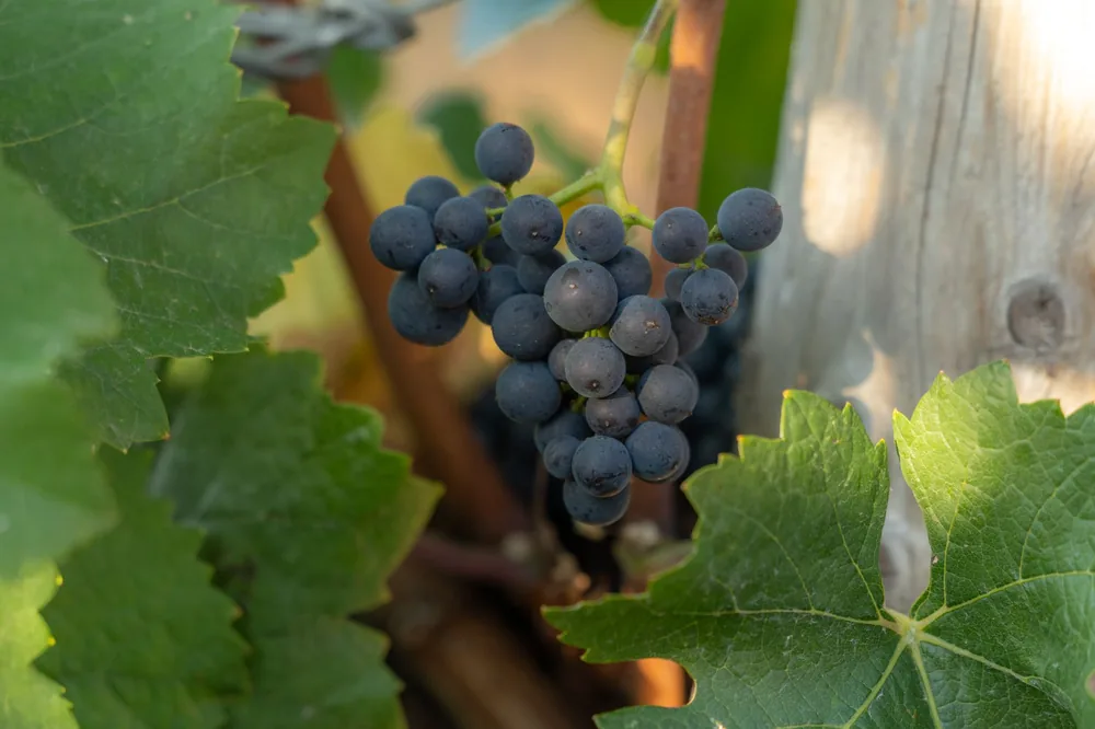 Fresh grapes on a vine surrounded by lush green leaves under sunlight