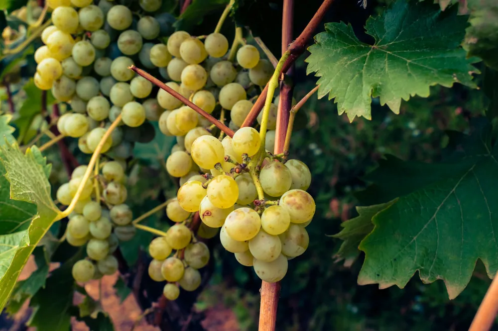 Fresh green grapes clustered on the vine in a lush vineyard setting