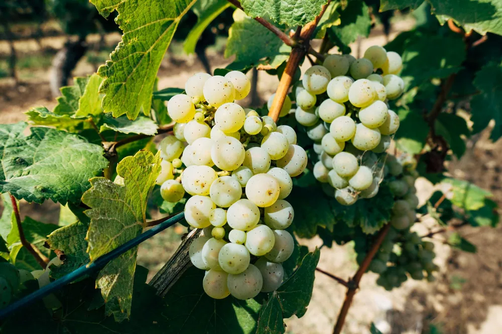 Fresh green grapes growing on a vine in a sunny vineyard setting