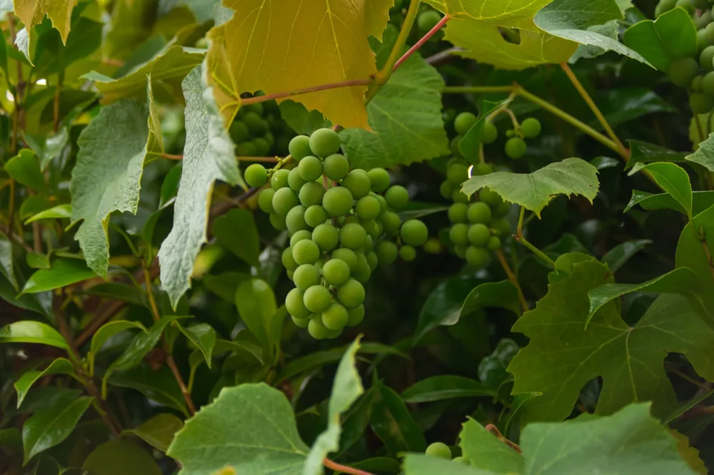 Fresh green grapes hanging from a vine amid lush green leaves
