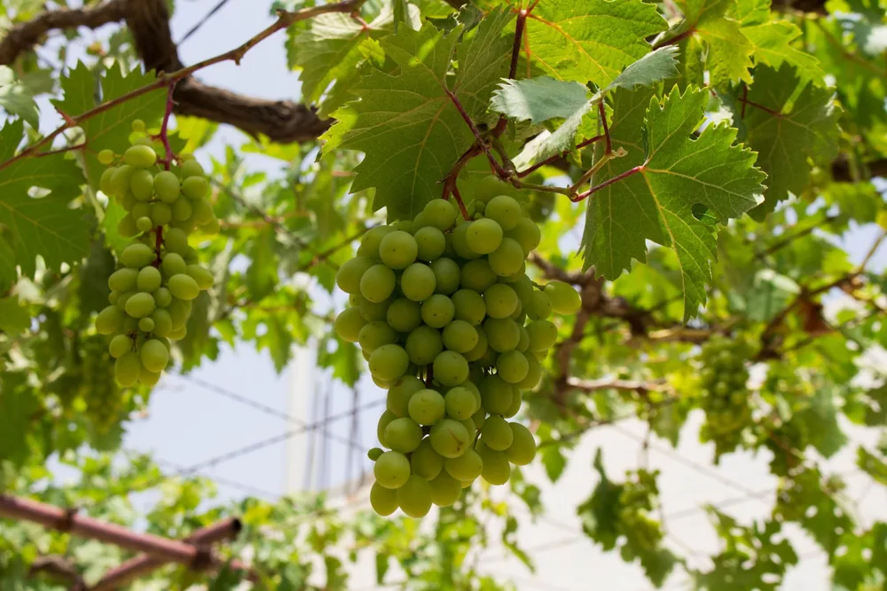 Fresh green grapes hanging on a vine, surrounded by leaves under bright sunlight