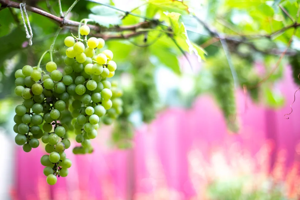 Fresh green grapes hanging on a vine with a blurred pink background, symbolizing summer freshness