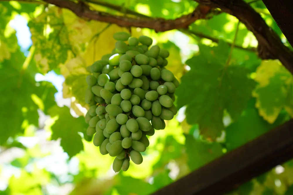 Fresh green grapes hanging on a vine with leaves. Perfect for agriculture and vineyard concepts
