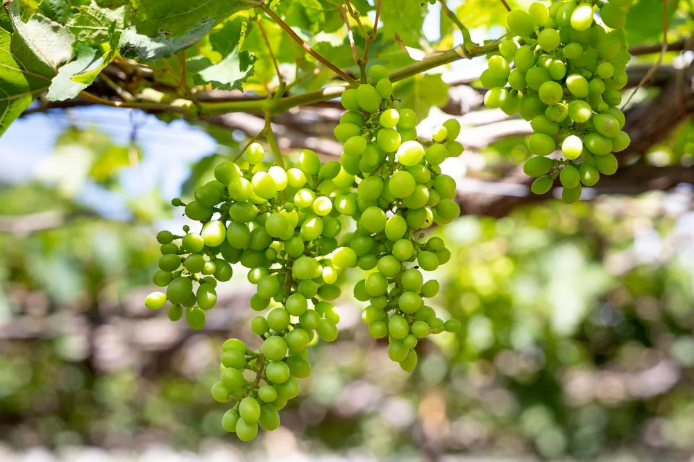Fresh green grapes hanging on a vine with leaves under bright sunlight