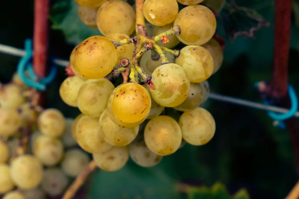 Fresh green grapes hanging on the vine, glistening with morning dew