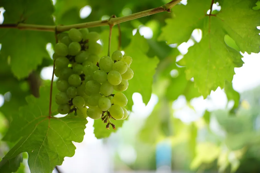 Fresh green grapes hanging on the vine in a vineyard setting, illuminated by natural sunlight