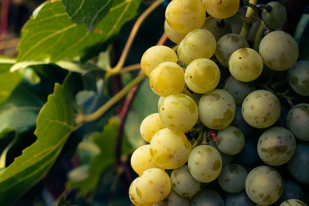 Fresh green grapes hanging on the vine with lush leaves