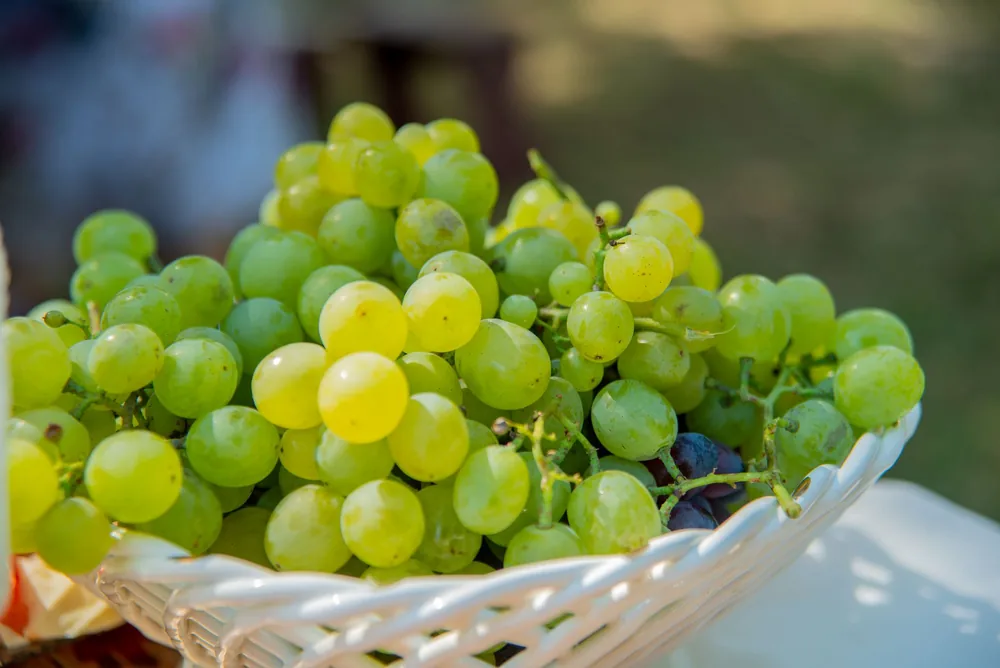 Fresh green grapes in a woven basket taken outdoors in sunlight