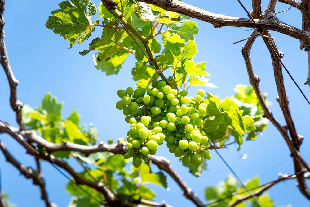 Fresh green grapes on a sunlit vine against a bright blue sky