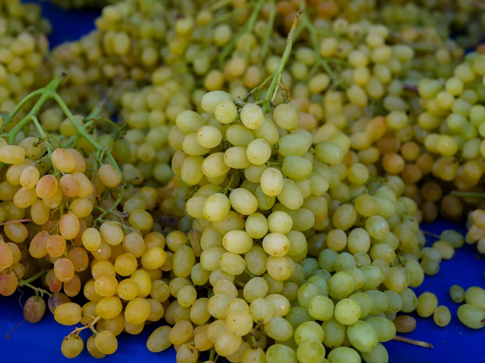 Fresh green grapes on display at a local farmers market, showcasing their color and juicy appeal