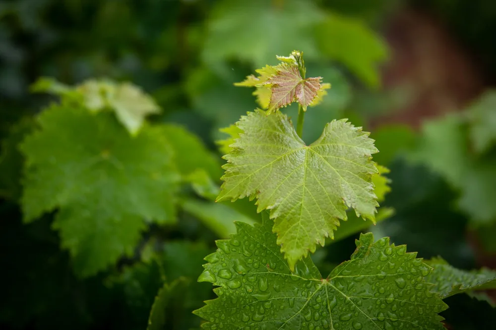 Fresh green grapevine leaves covered in morning dew, highlighting natural textures