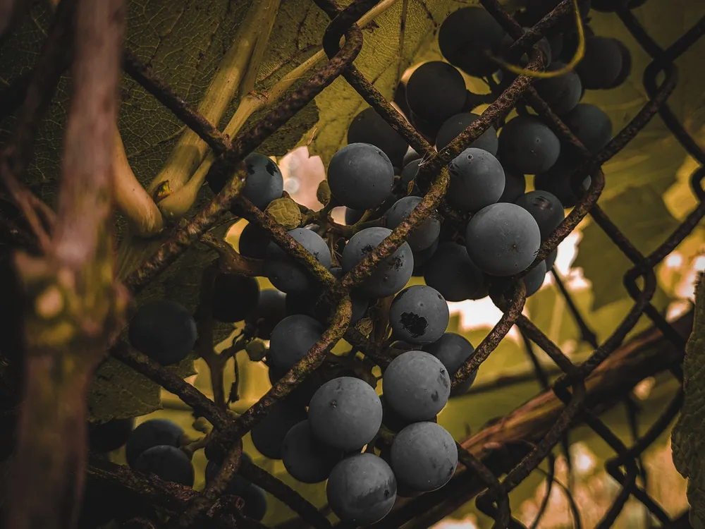 Fresh purple grapes on a vine with leaves through a chain link fence, highlighting natural beauty