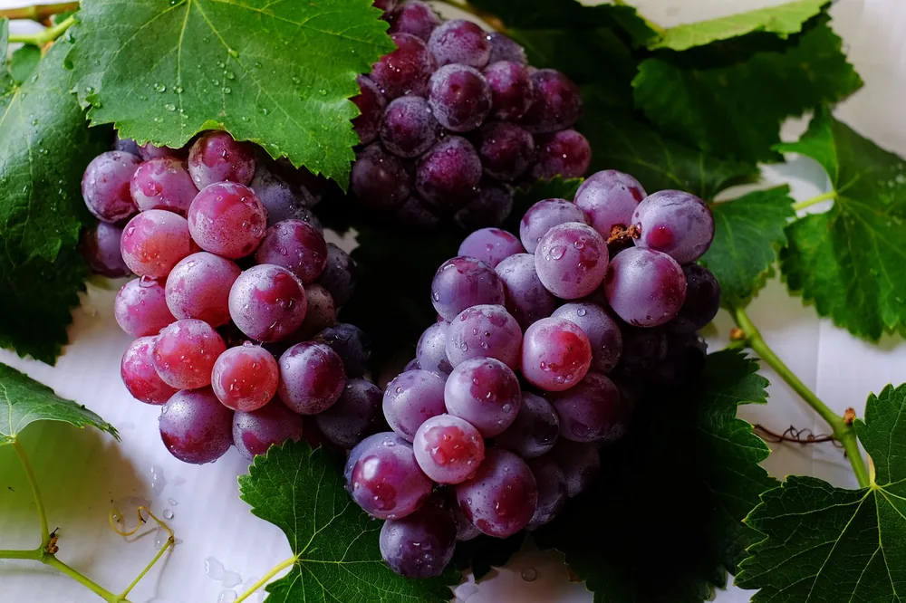 Fresh purple grapes with water droplets on green grape leaves, showcasing their and juicy appeal