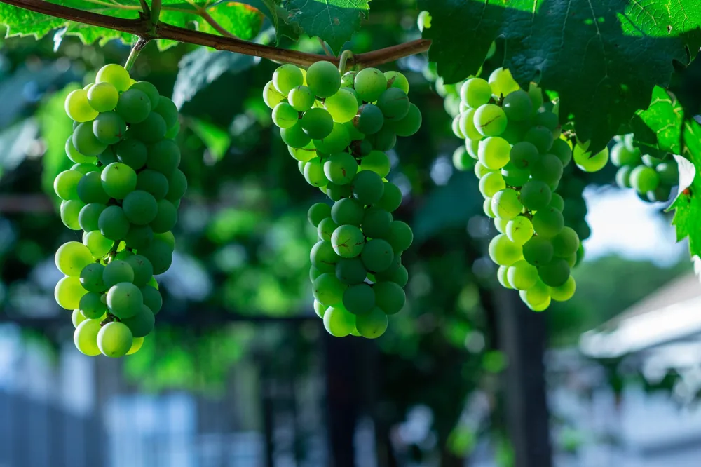 Fresh, unripe green grapes hanging on the vine in a farm setting