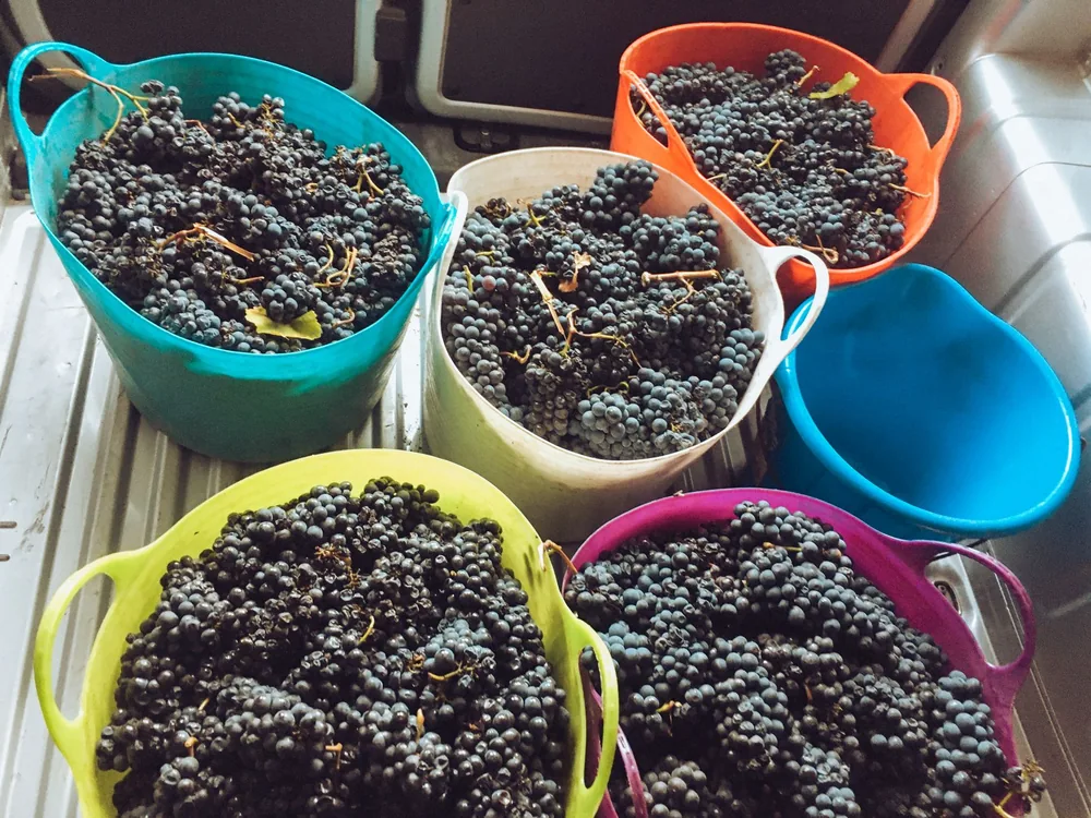 Freshly harvested grapes in colorful baskets, ready for winemaking