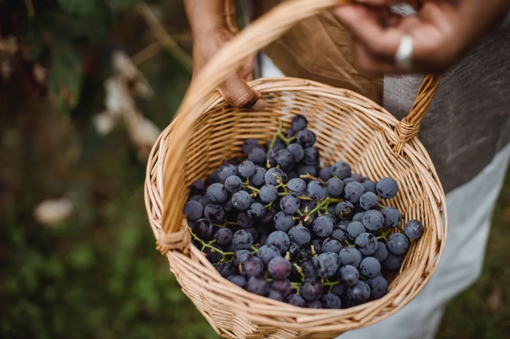 From above of crop anonymous ethnic farmer demonstrating wicker basket with bunches of sweet grapes in countryside