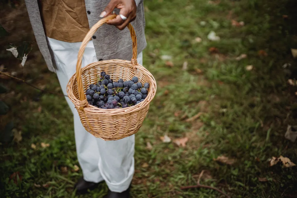 From above of crop unrecognizable ethnic harvester with wicker basket full of bundles of sweet grapes in vineyard
