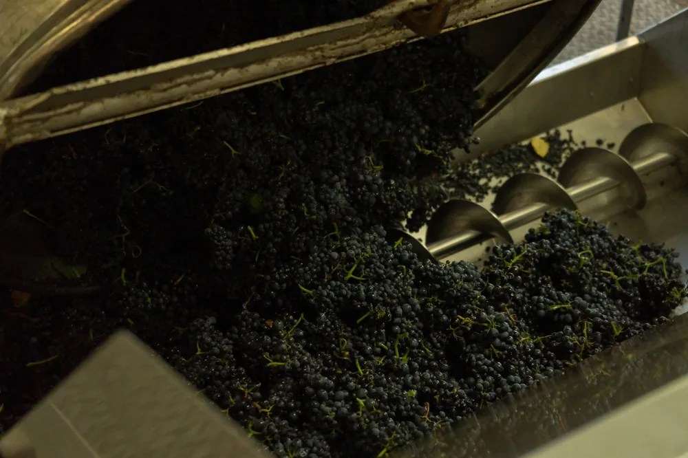 From above of process of making wine from ripe grapes on vines pouring at grinding apparatus