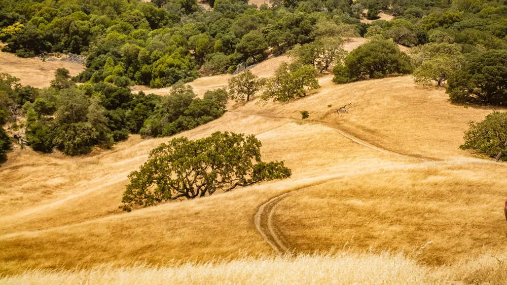 Golden grassy hills with green trees under a clear sky, perfect for nature lovers